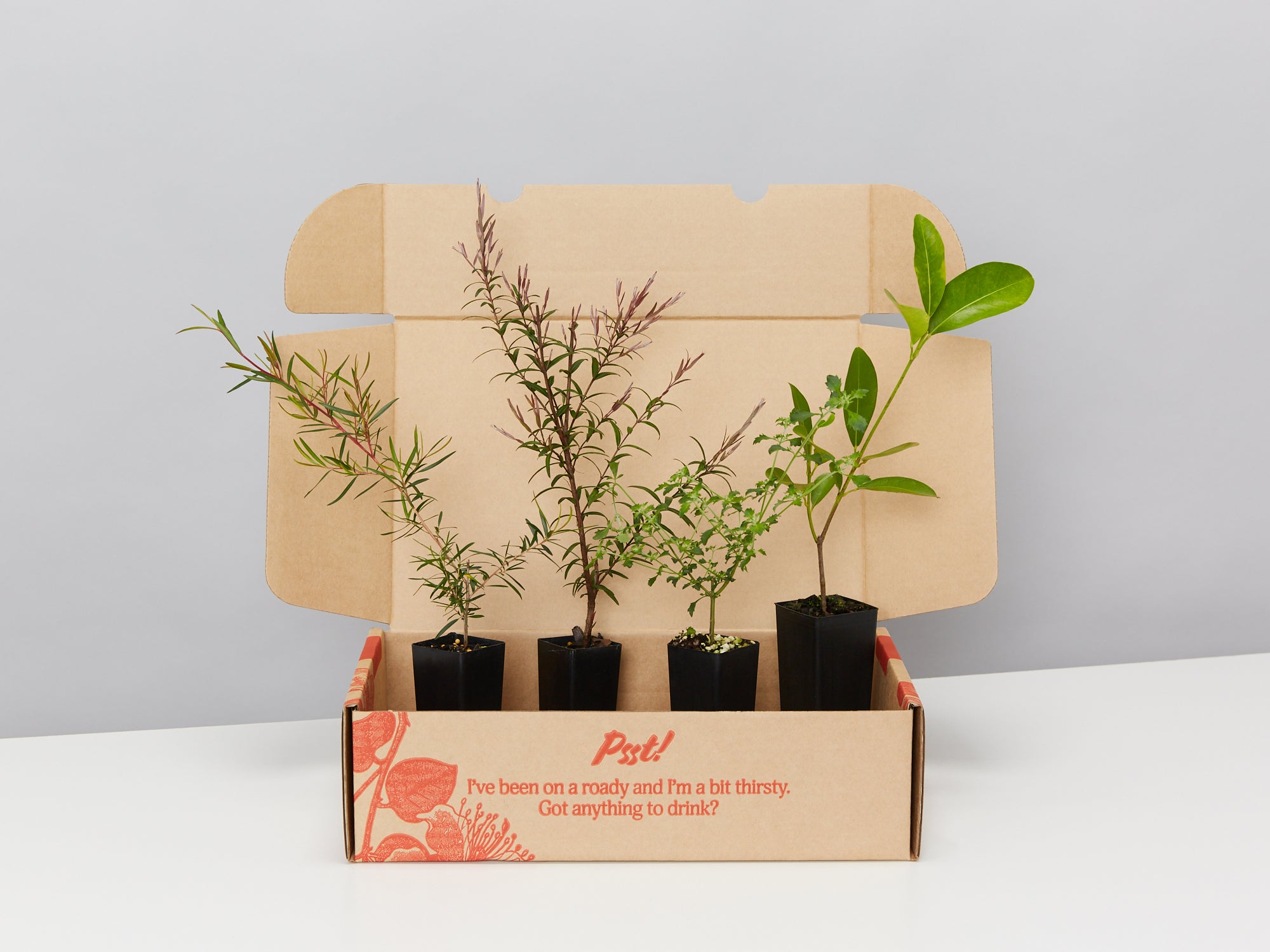 Buy Plants Online Australia, FREE Shipping