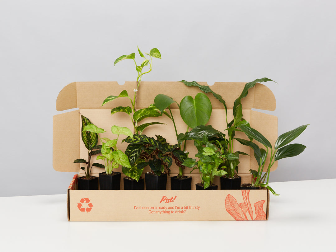 Plants in a Box: Assorted Pack of Houseplants – Glowpear Australia