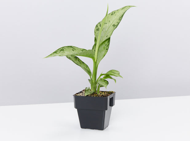 dieffenbachia memoria corsii