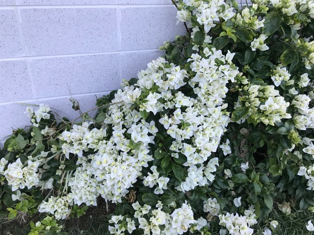 bougainvillea white cascade