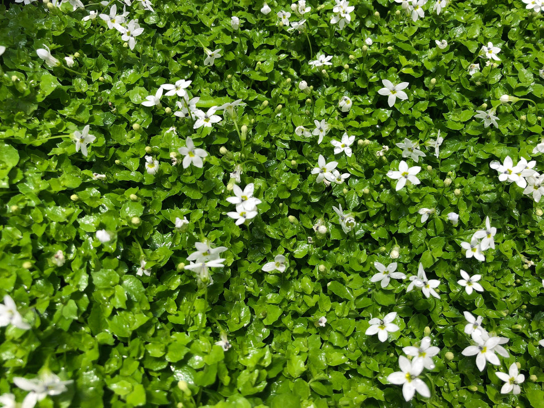 17+ White Flower Ground Cover