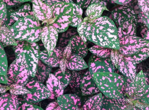 Hypoestes Confetti Compact Rose –Plants in a box