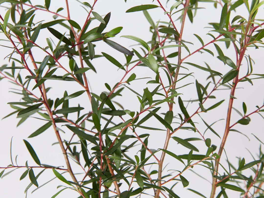 Leptospermum 'Copper Glow' Tea Tree - Hello Hello Plants