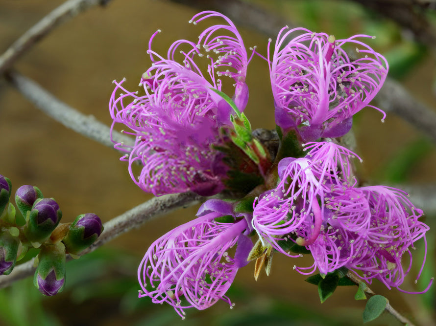 Melaleaca - White Lace, Melaleuca thymifolia