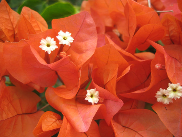 Бугенвиллия оранжевая фото