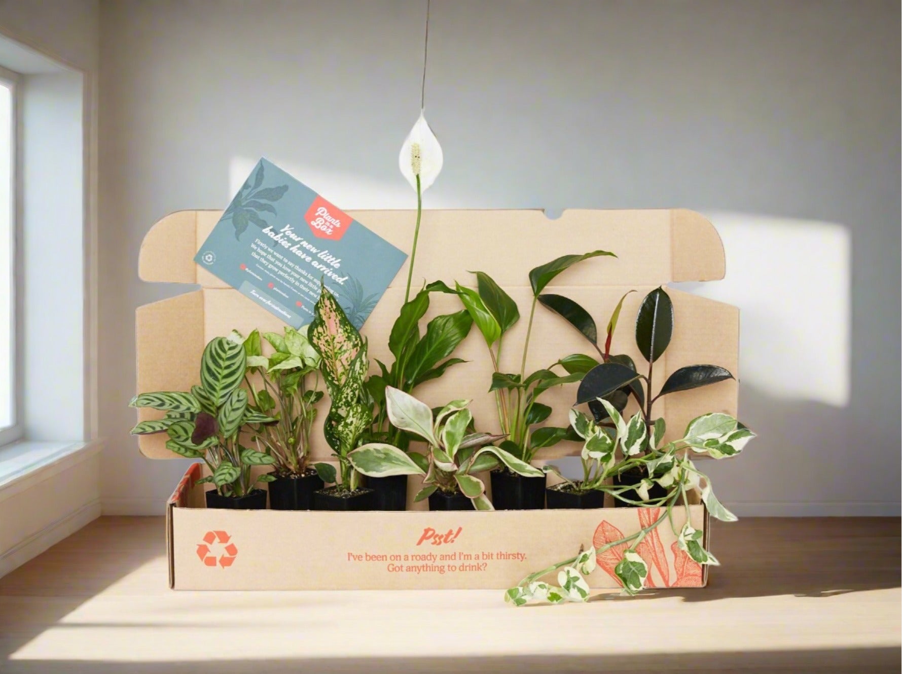 Plants In a Box