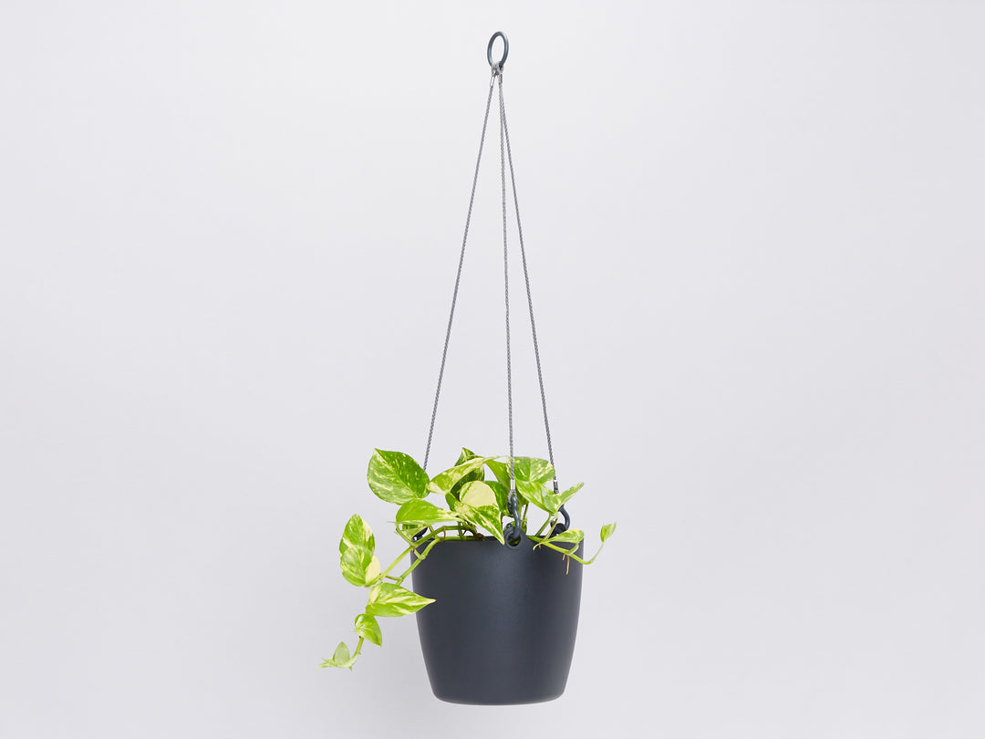 Eko Hanging Planters