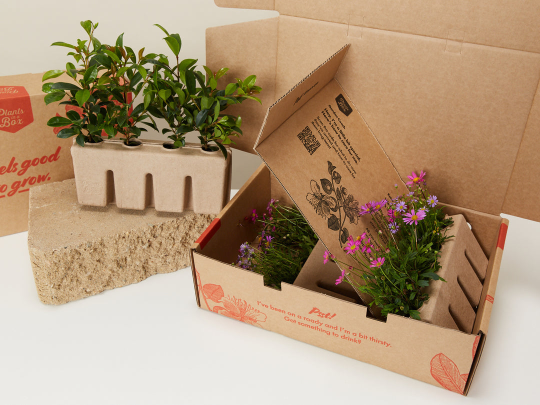 A Mixed Box Full Of Outdoor Plants - Pick Your Own Garden Plants