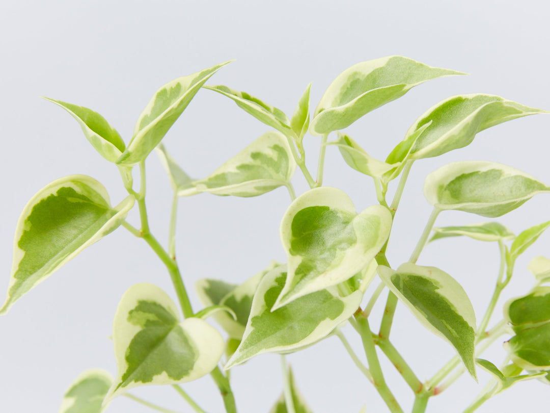 Naturally Beautiful Peperomia Scandens Variegated Cupid Plant