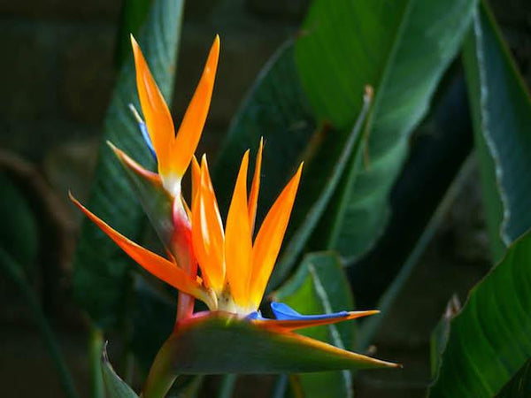 Buy Plants Online | Strelitzia reginae | Free Postage | From $3.90