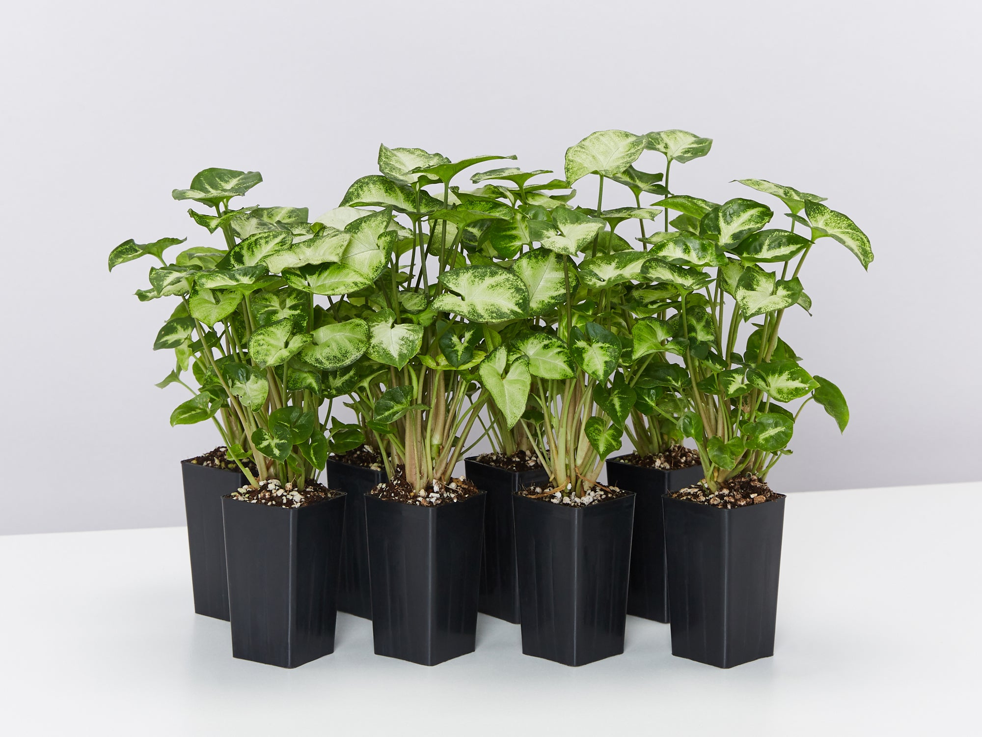 Low Light Indoor Plants Australia Ideal For Shady Areas Buy Online Plants In A Box