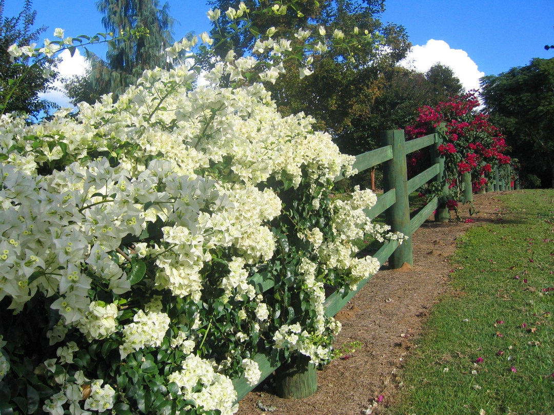 bougainvillea white cascade