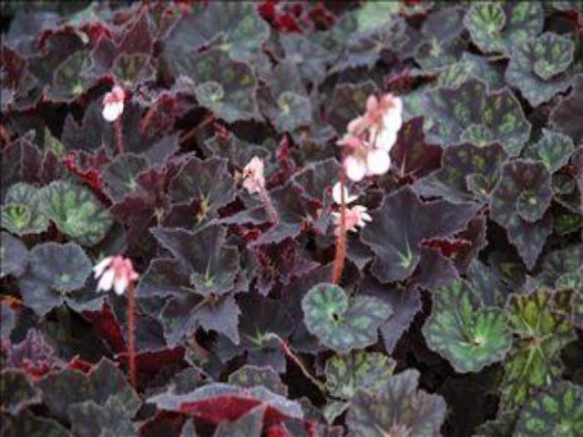 Begonia Black Fancy | Buy Online Aus | Plants in a Box