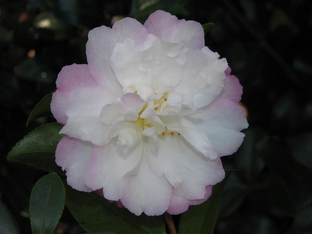 Camellia Plants Flowering To Free Door Box - Shipping The Trio - Large