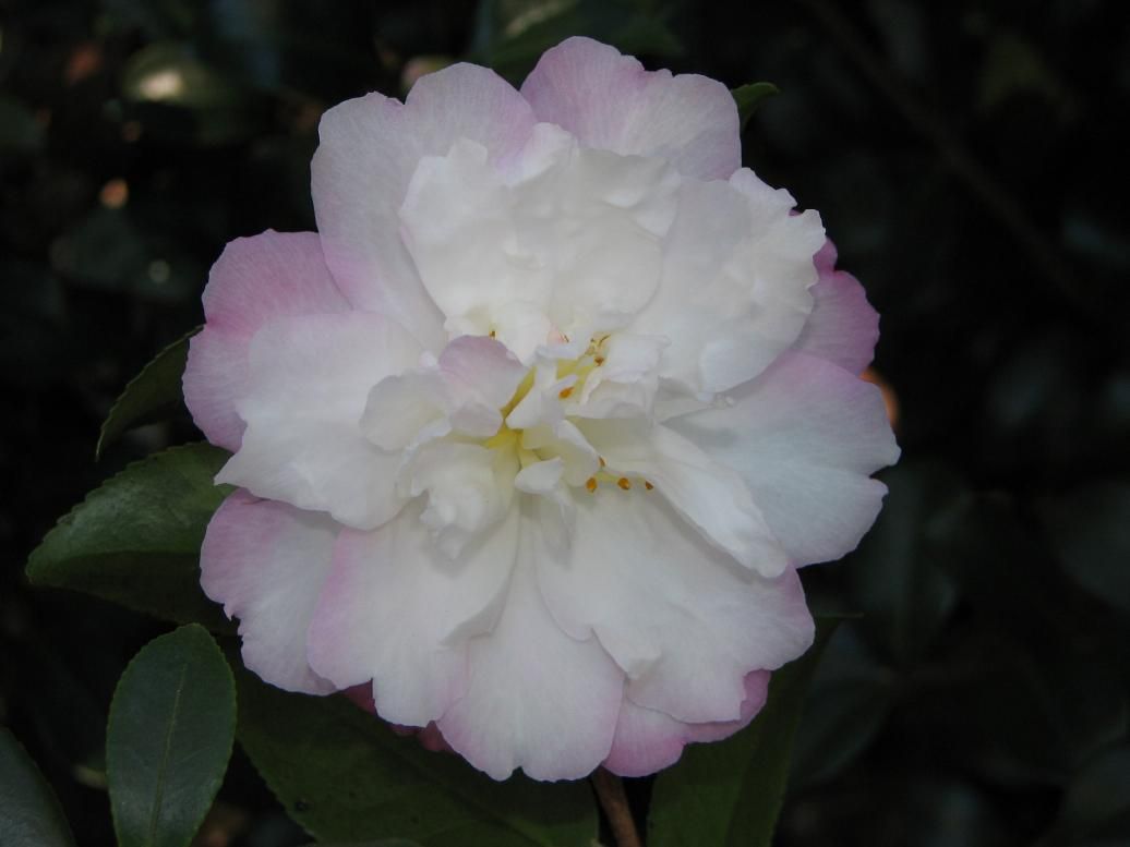 Camellia Plants Flowering Trio Box - Large - Free Shipping To The Door