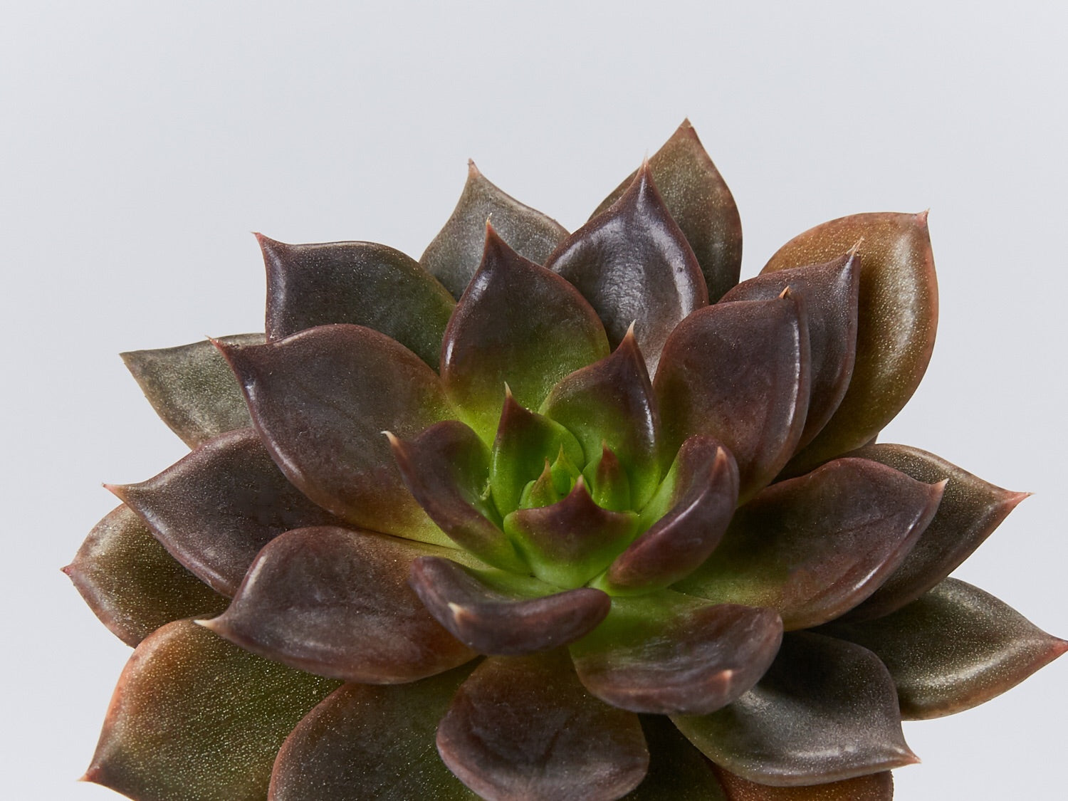 Echeveria Black Prince | Black Hens and Chicks | Buy Succulent Plants ...