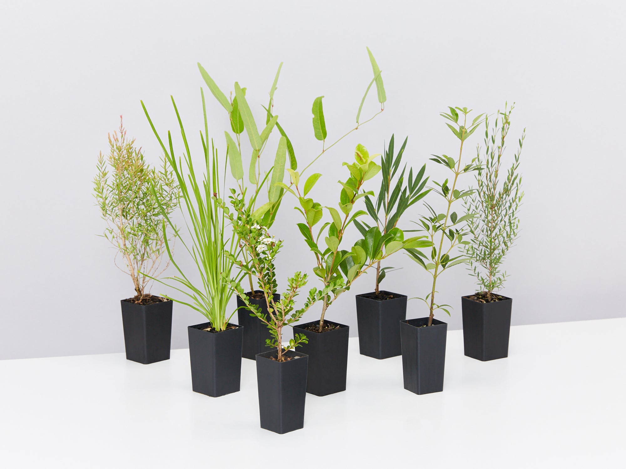 Plants in a Box: Assorted Pack of Houseplants – Glowpear Australia