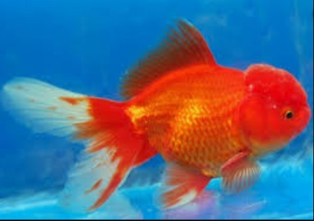 oranda goldfish price