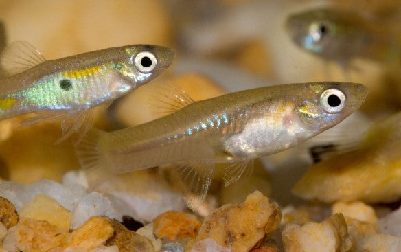 feeding guppies