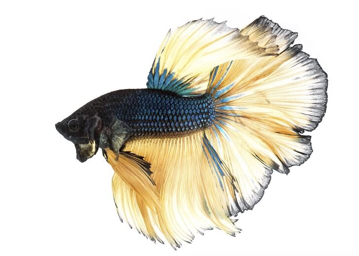 Mustard Gas Betta | FisheShop