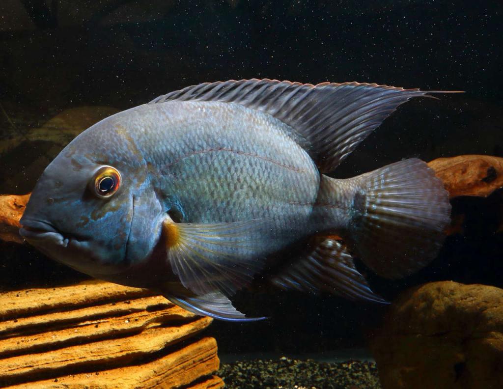 parrot cichlid for sale