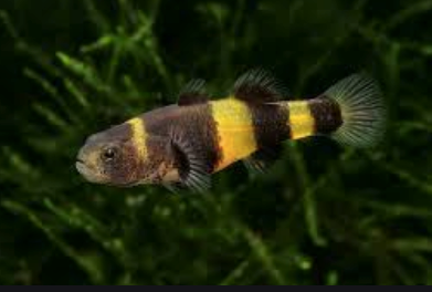 freshwater goby for sale