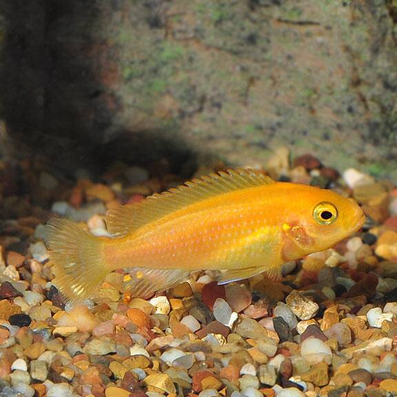 female red zebra cichlid for sale