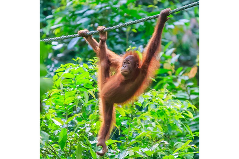 Orangutan Sumatra