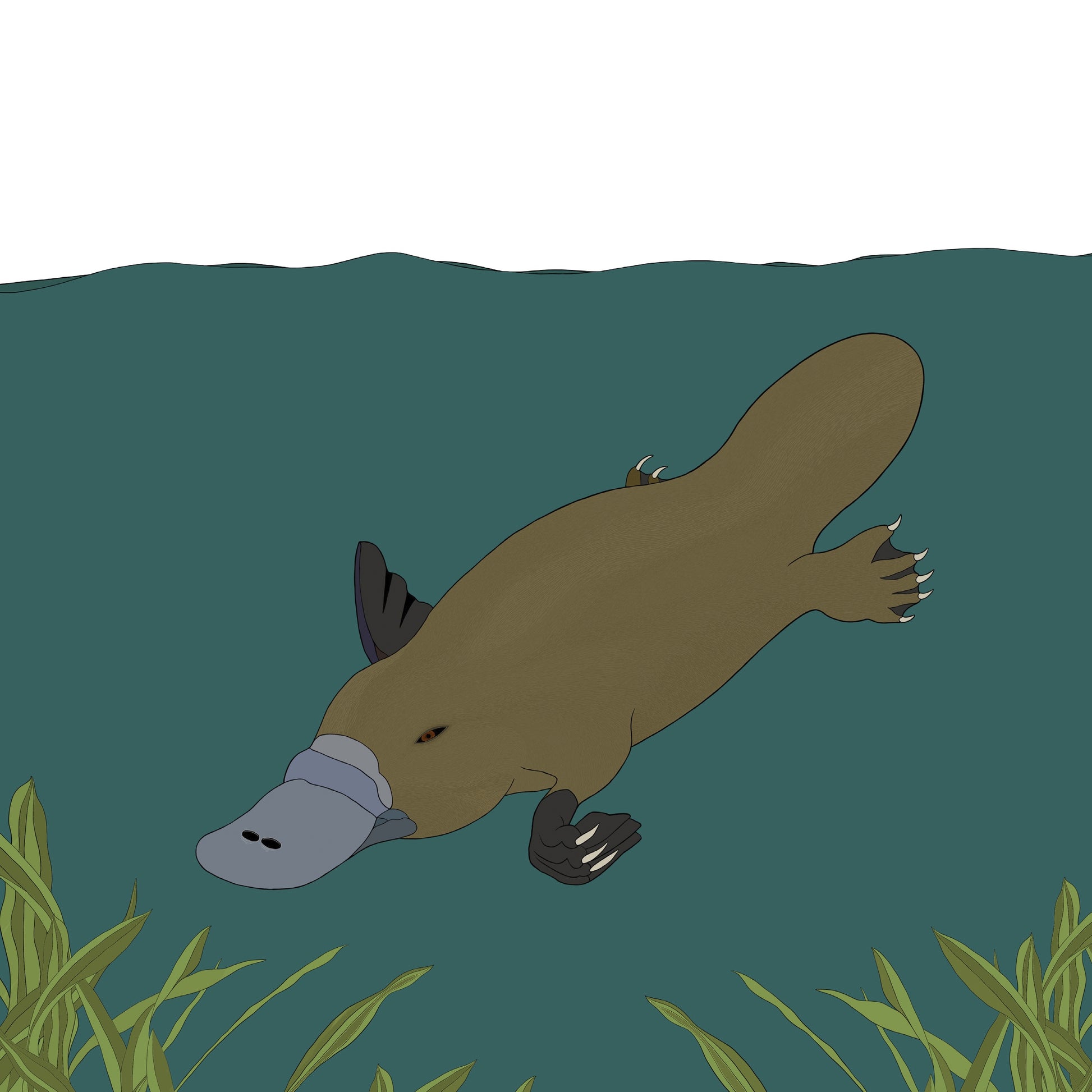 australian animals platypus