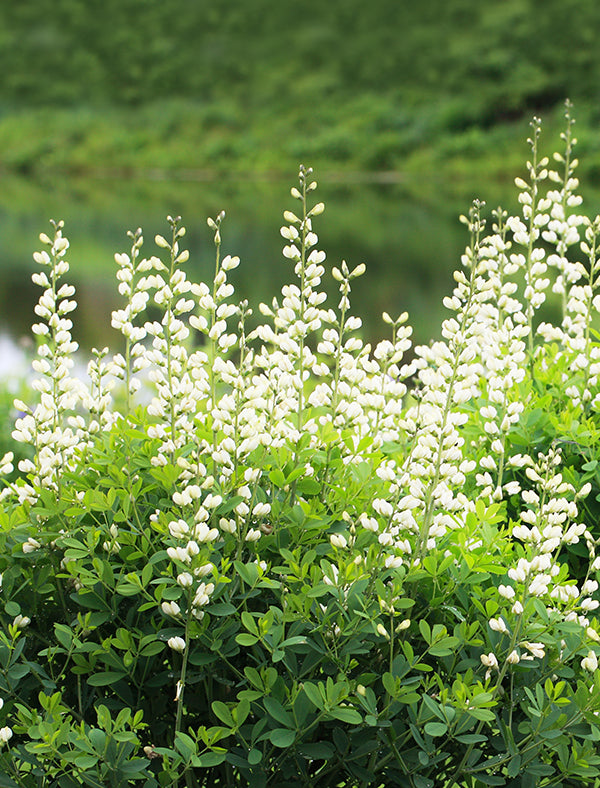 wild indigo flower native texas