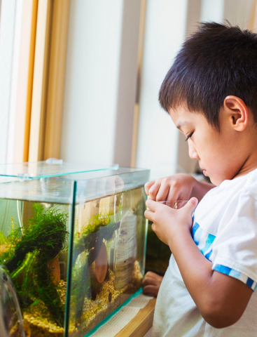 kid looking at aquarium