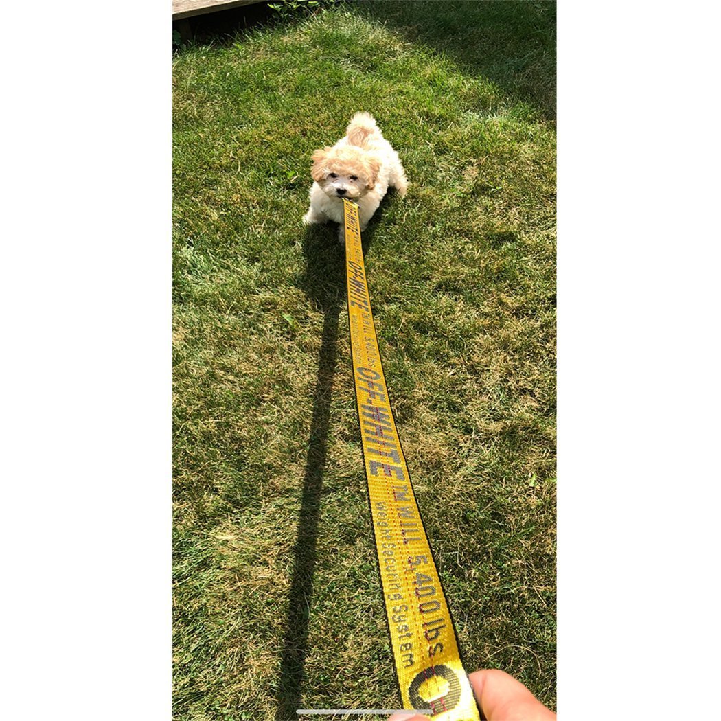off white dog leash and collar