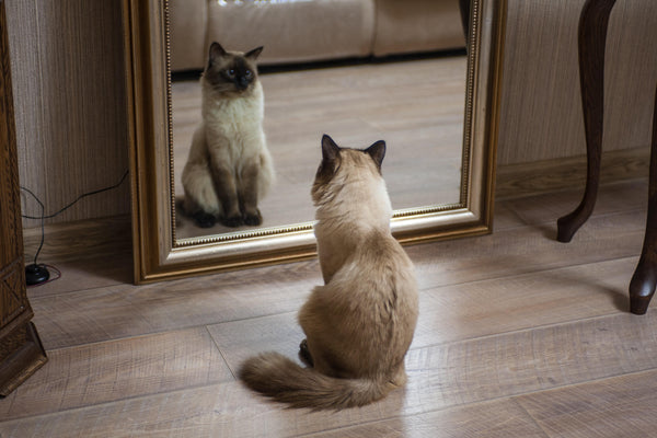Cat looking at its reflection on a full-length mirror
