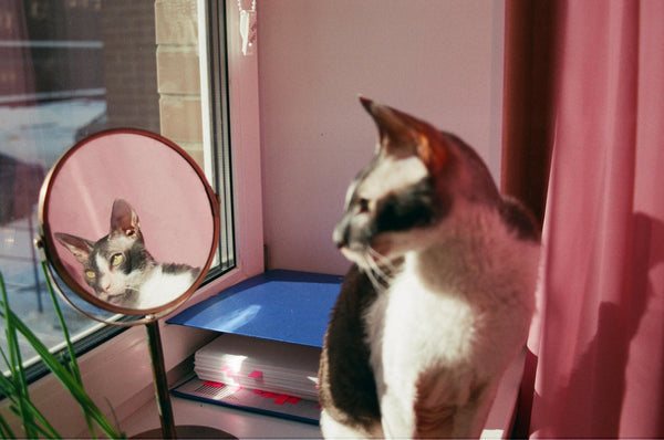 Cat reflection in round mirror