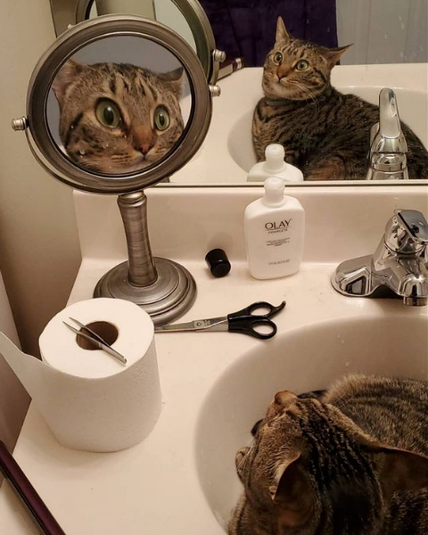 make-up vanity mirror and cat