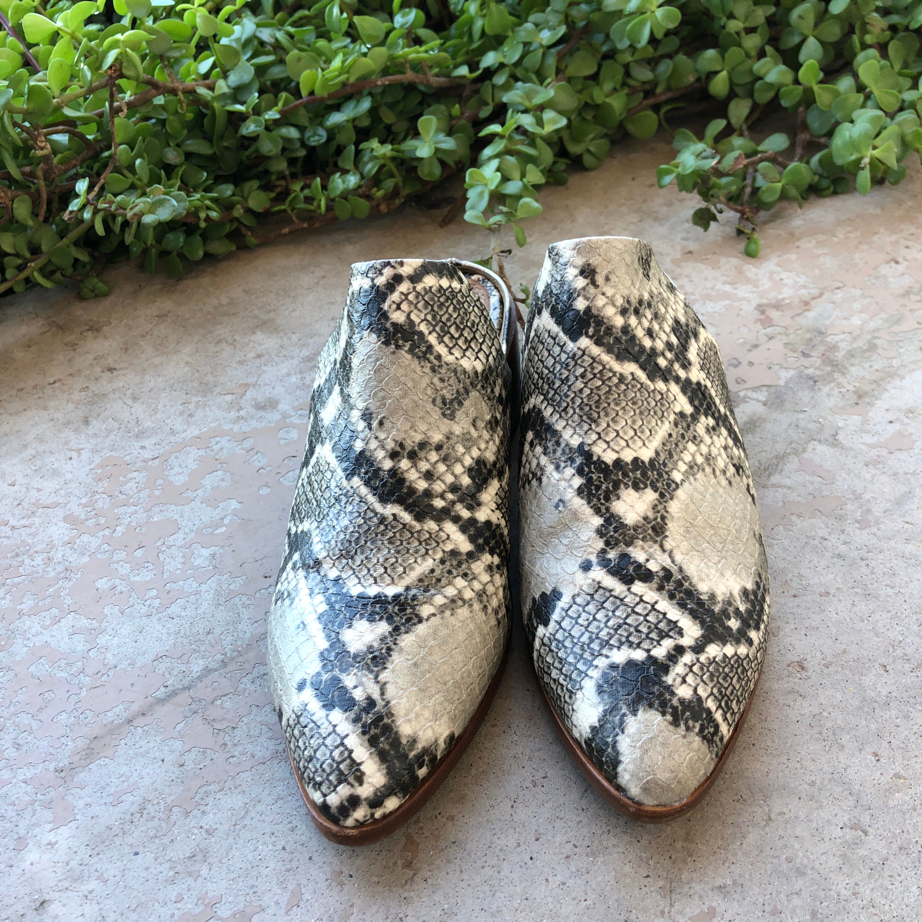 Steve Madden Snakeskin Mules, Size 6 – Voyage is a Verb
