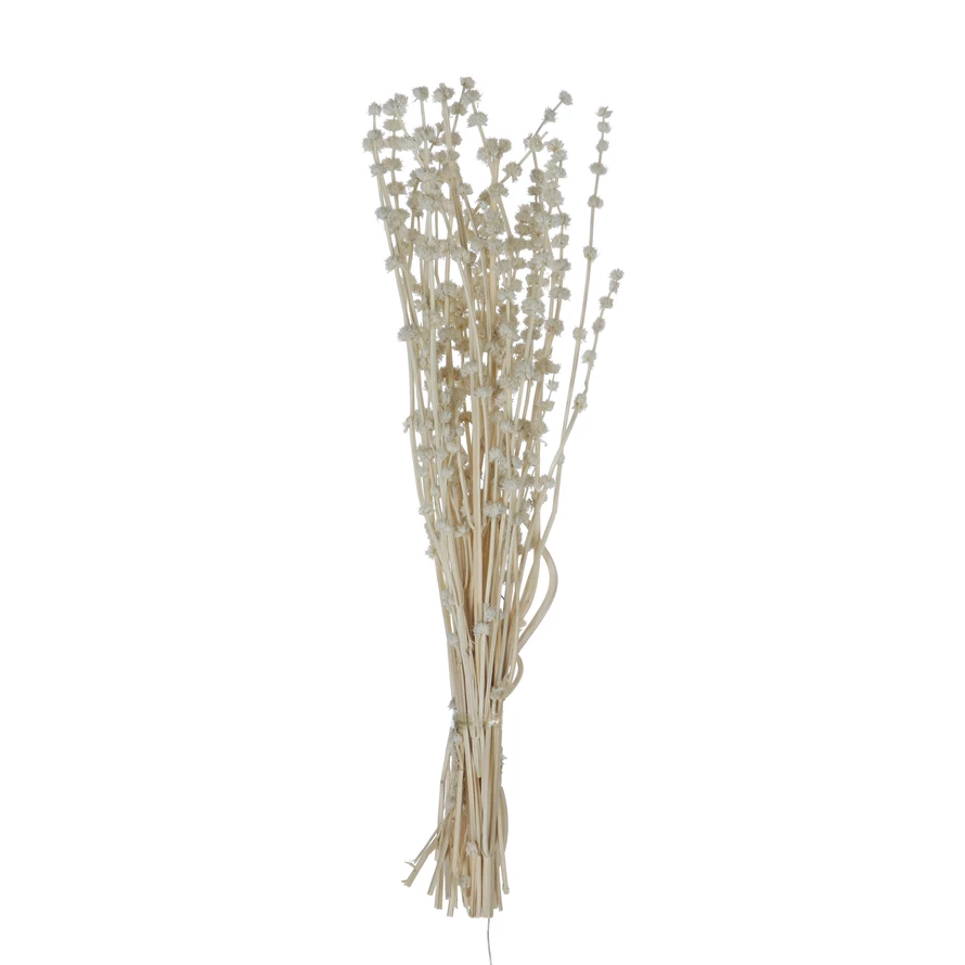 Image of Dried Lion's Tail Bunch, 19.5"