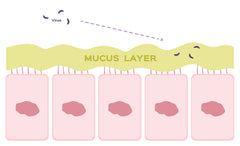 DIG Labs Dog Health Understanding Mucus in Dog Poop
