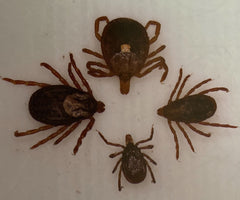 female ticks for identification on dogs