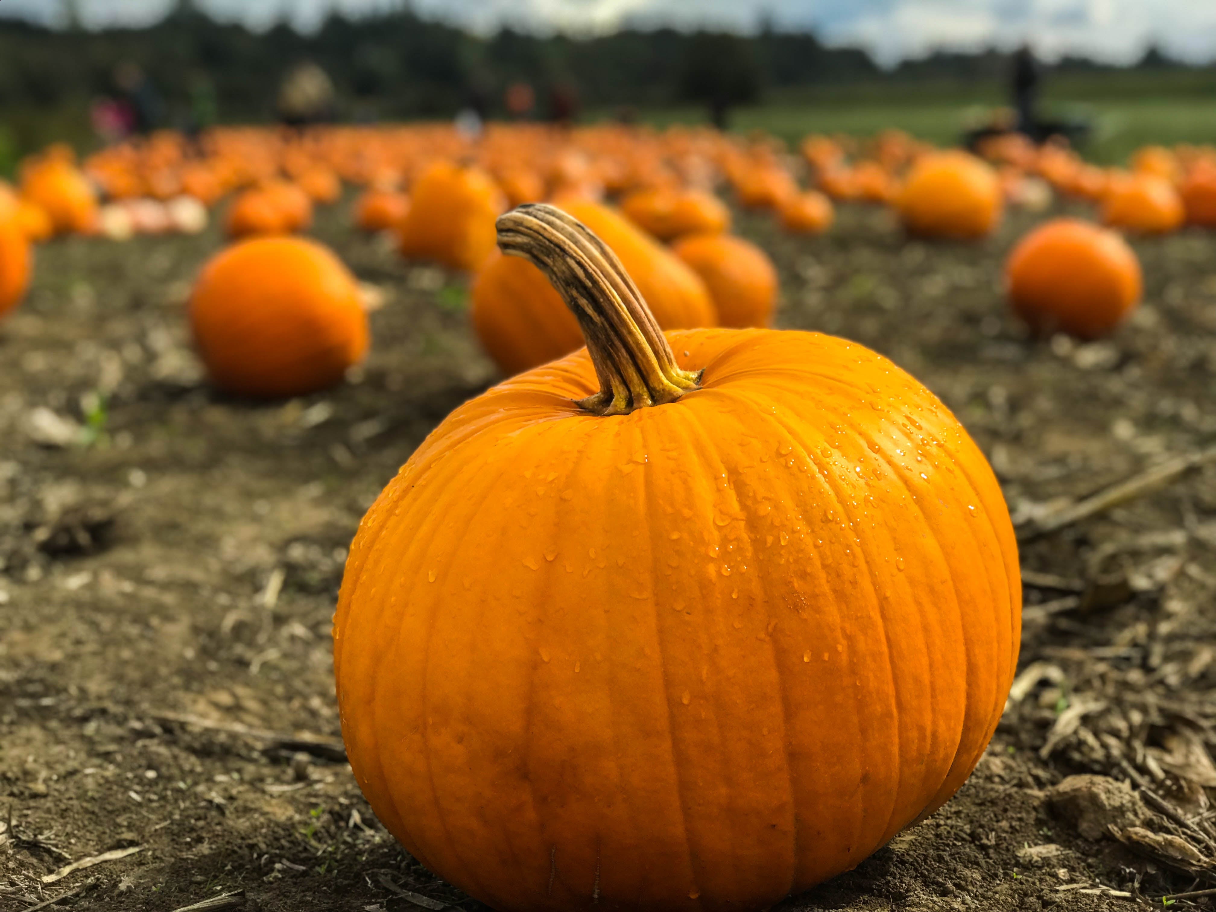 Pumpkin in pumpkin patch