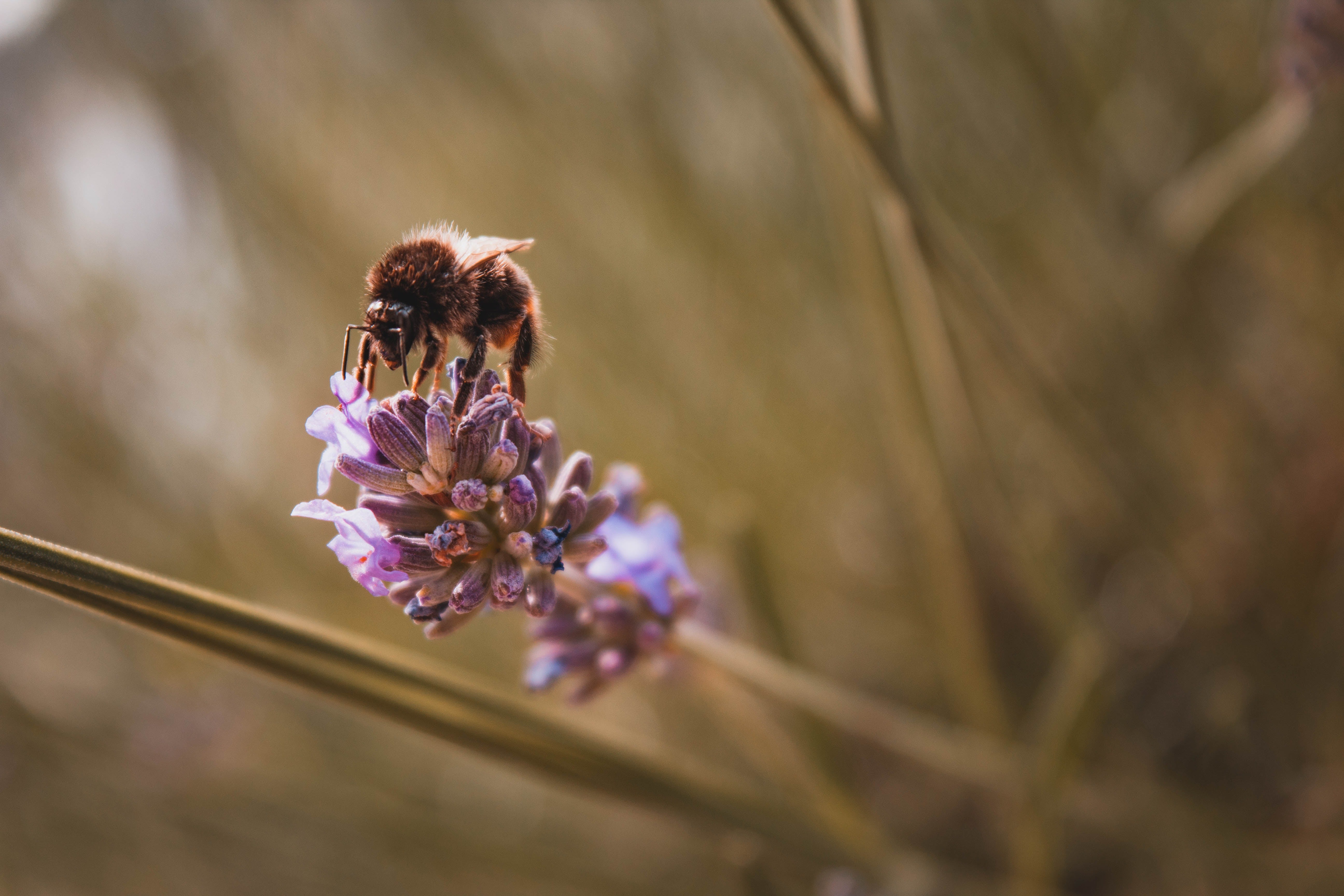 Bee on purple flower