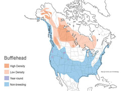 Map of bufflehead migration 