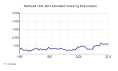 Redhead duck population 