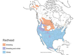 Ducks Unlimited map of redhead migration