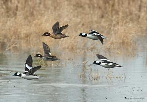 Flock of buffleheads flying in Apalachee Bay, FL