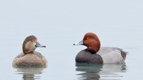 Drake and hen redhead duck