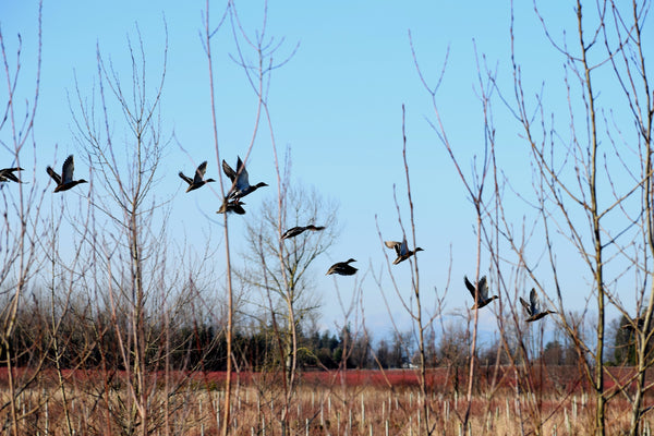 Ducks in flight taken with one of our Florida panhandle duck hunting guides