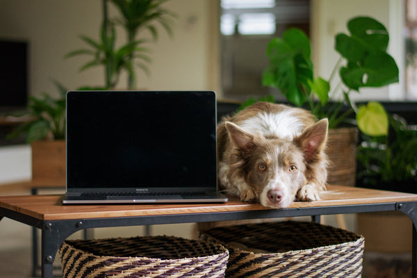 Dog with computer