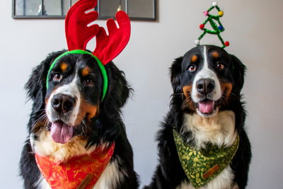 Your Dog's Christmas Dinner – What They Can & Can’t Eat