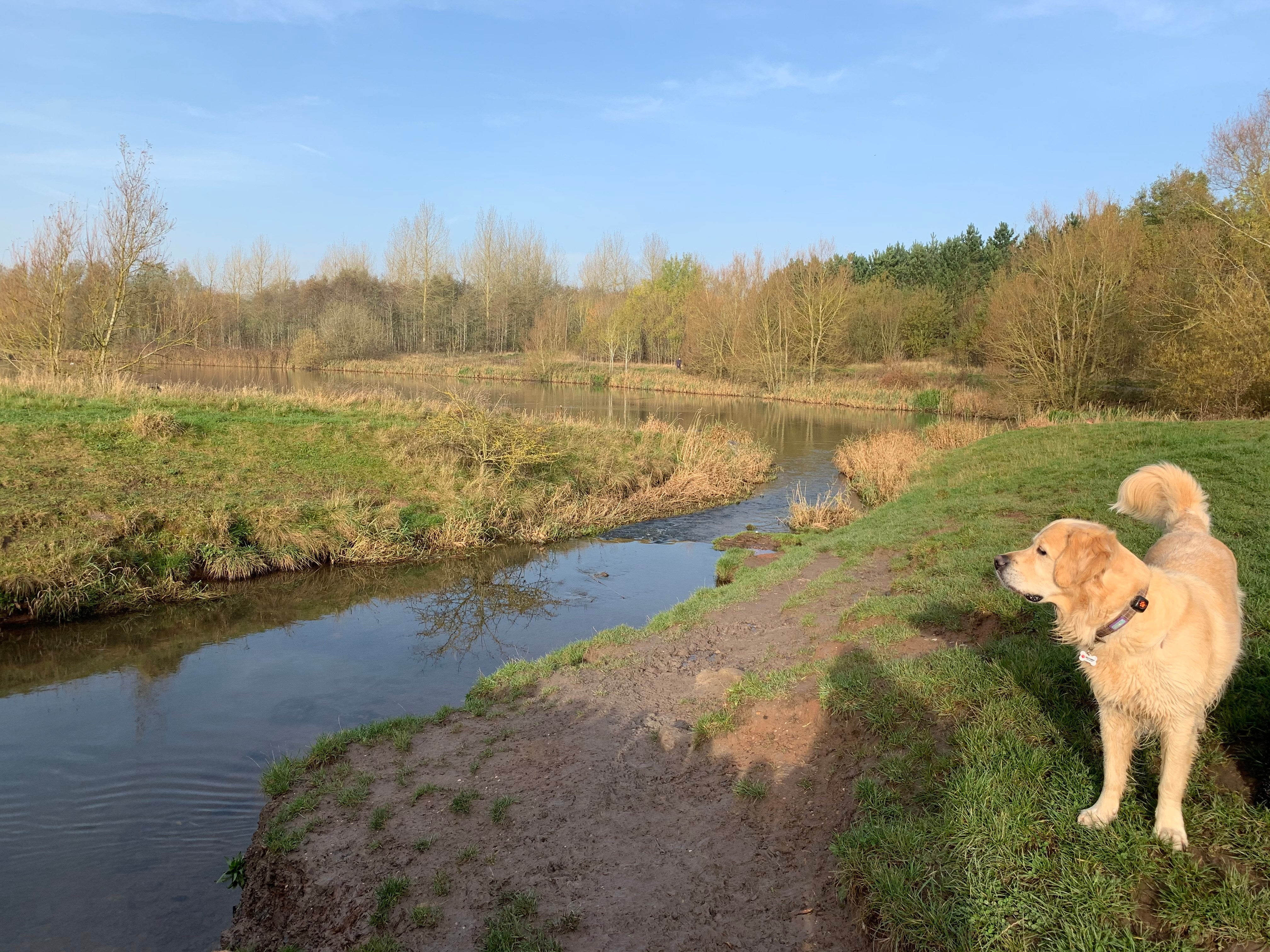 can dogs go off lead at clumber park